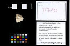 Foto (Objekt + Etikett) von Pithonoton marginatum (von Meyer, 1842)  (NHMW-GEO-2014-0194-0710)